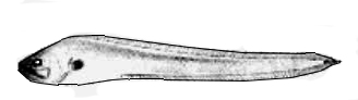 Brotulotaenia crassa_claves.jpg